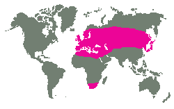 Téměř celá Evropa, severní a jižní Afrika, velká část Asie