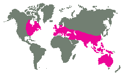 Sev. Amerika, Eurasie, Austrálie