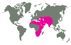 Východní Evropa, Střední Asie, Přední Indie, Afrika