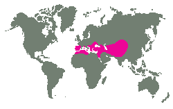 Jižní 
Evropa, Střední Asie, Arábie, severní Afrika