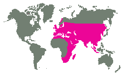 Evropa, Afrika, Madagaskar, Asie
