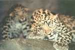 Levhart mandžuský Panthera pardus 
orientalis