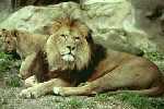Lev berberský Panthera leo leo