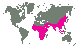 Afrika 
a jižní Asie až po řeku Amur