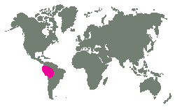 Pralesy v Brazílii, Bolívii, Peru a Kolumbii