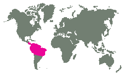 Jižní f. Brazílie, Bolívie, Peru, Paraguay. Severní f. SZ Brazílie, Venezuela, Kolumbie, Peru a Stř. Amerika