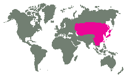 Východní Evropa až po Sibiř, Thajsko a Japonsko