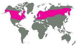 Severní 
oblasti Evropy, Asie a Ameriky