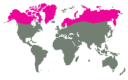 Severní oblasti Evropy, Asie a Ameriky
