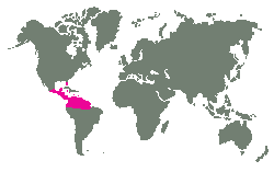 Střední a Jižní Amerika
