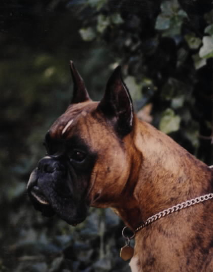 Chico v. Zugspitzblick