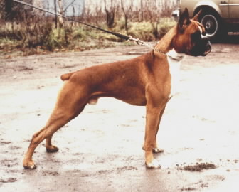 Caesar v.Marienfeld