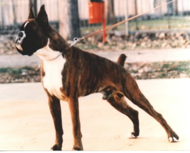 Enok