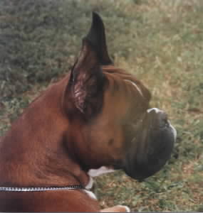Joyce