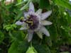 Passiflora Barbora
