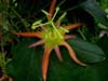 Passiflora Livie