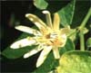 Passiflora Zlata