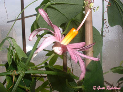 P. tulae
