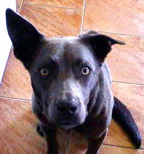 Ferda - jedno ucho rovn�, druh� nak�ivo (11 kB)