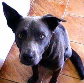 Ferda - jedno ucho rovn�, druh� nak�ivo (10 kB)