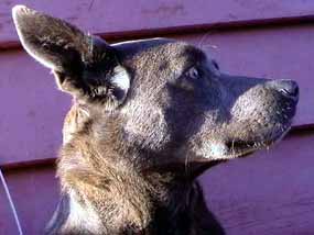 Ferda p�kn� z profilu (9 kB)