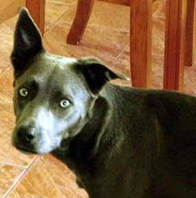 Ferda se nevinn� kouk� (9 kB)