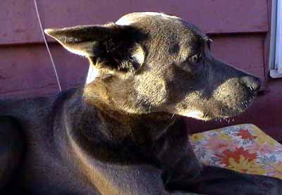 Ferda z profilu (13 kB)