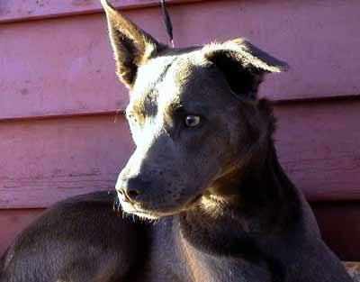 Ferda zap�n� svoji pozornost (11 kB)