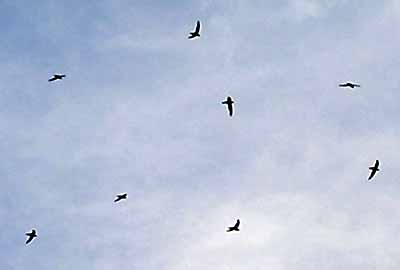 Skupinka ror�s� na obloze (3 kB)