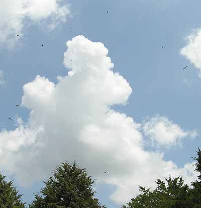 Ror�sov� nad stromy zahrady (12 kB)