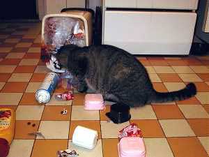 Kocour B��a hled� zbytky ml��n�ch v�robk� (10 kB)