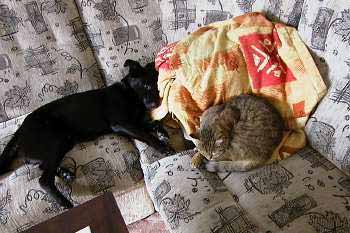 Indy a Sally na gau�i (17 kB)