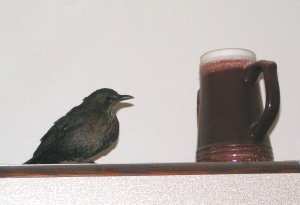 Drozd na sk���ce s keramick�m hrnkem (6 kB)