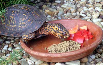 �elv�k Cracker dostal sn�dani (19 kB)