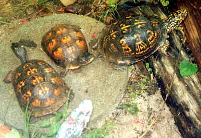 Zleva - Digger, Slider a Cracker (17 kB)