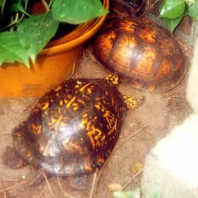 Cracker pron�sleduje Slider (14 kB)