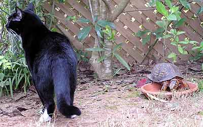 Ko�ka Dixie si nev��m� sn�daj�c�ho �elv�ka Crackera (19 kB)