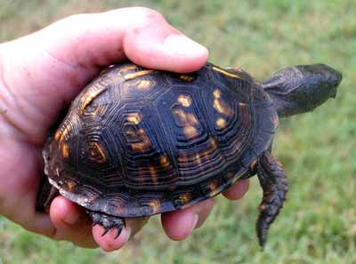 �elvi�ka Georgia v m� ruce (14 kB)