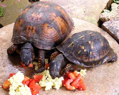 Sami�ky Slider - vlevo - a mal� Georgia (16 kB)