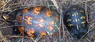 Slider a Georgia sp� vedle sebe (15 kB)