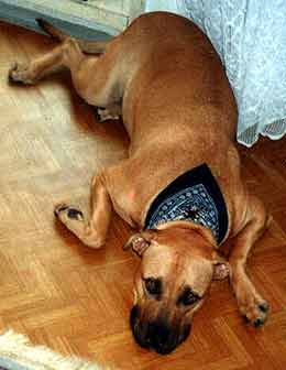 Odpo��v�m (9 kB)