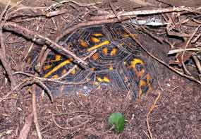 Cracker sp� u plotu zahraban� v hl�n� (11 kB)