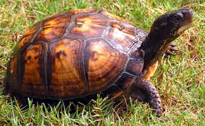 Sami�ka Slider - mlad�� - na tr�v� (17 kB)