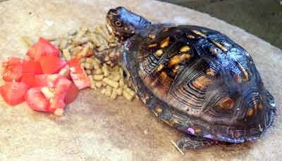 Mal� �elv� sami�ka Georgia (12 kB)