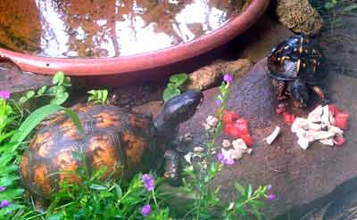 Slider a mal� Georgia kter� pr�v� vylezla z vody (13 kB)