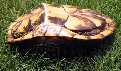 Uzav�en� �elva z boku (14 kB)