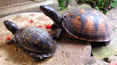 �elvi�ka Georgia u� trochu povyrostla (16 kB)