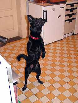 Andy �ebr� v kuchyni (12 kB)