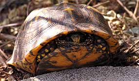 �elv� Trey vykukuje jen nos (11 kB)