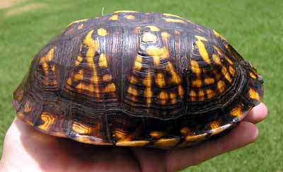 Zav�en� �elva na m� dlani (13 kB)